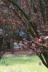 Aphelocoma woodhouseii