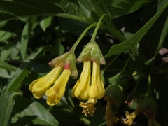 Lonicera involucrata involucrata