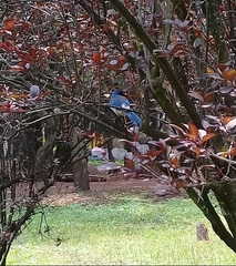 Aphelocoma woodhouseii