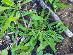 Ornithopus perpusillus