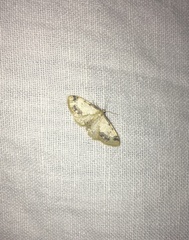 Idaea trigeminata