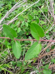 Lonicera japonica