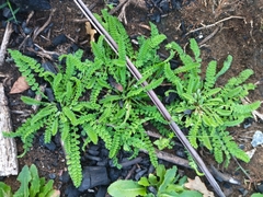 Ornithopus perpusillus