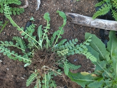 Ornithopus perpusillus