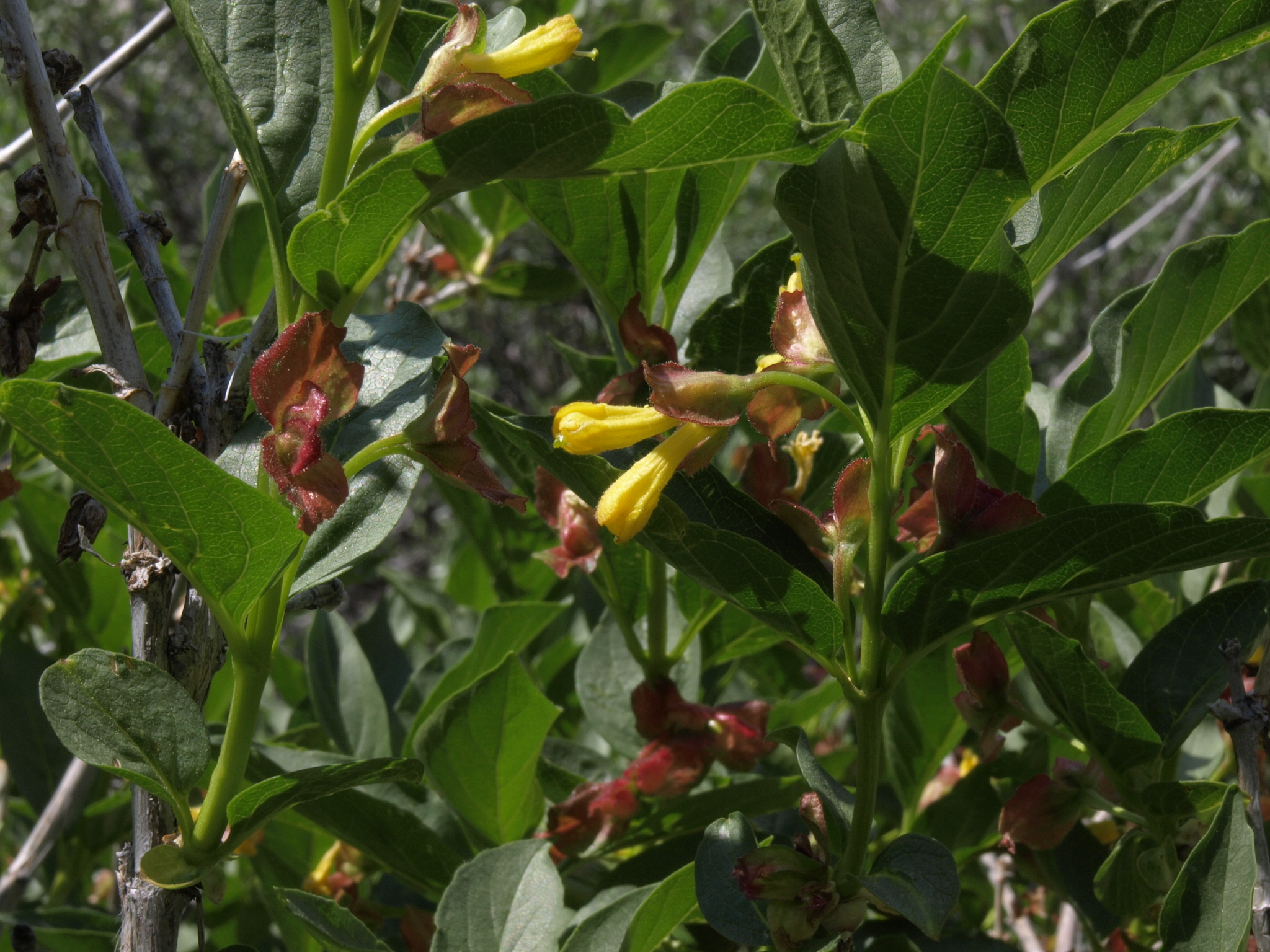 Lonicera involucrata var. involucrata