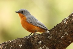 Melaenornis semipartitus