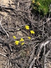 Erysimum suffrutescens