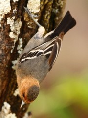 Melaniparus fringillinus