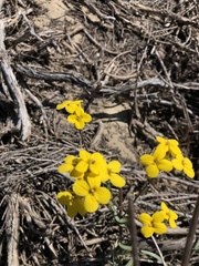 Erysimum suffrutescens