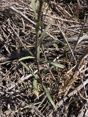 Erysimum suffrutescens