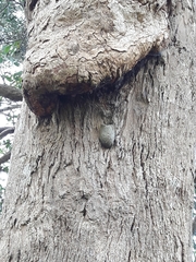 Opodiphthera eucalypti