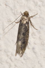 Niditinea fuscella