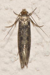 Niditinea fuscella