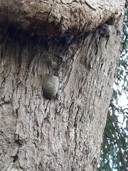 Opodiphthera eucalypti