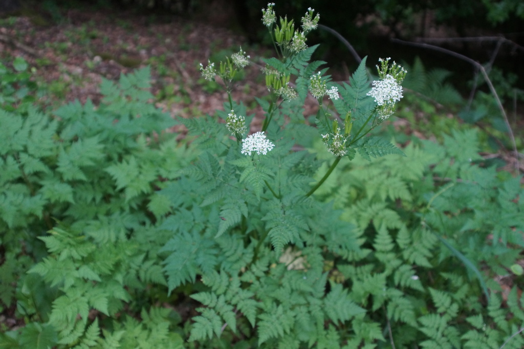 Cicely (Myrrhis odorata)