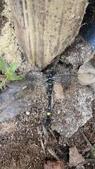 Macromia annaimallaiensis