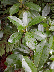 Melicytus macrophyllus