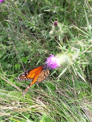 Danaus plexippus