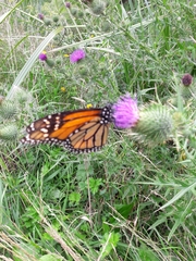 Danaus plexippus