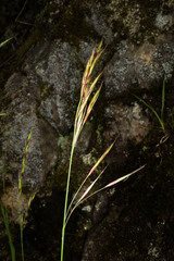 Melica smithii