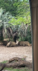 Rhinocerotidae