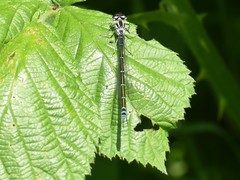 Coenagrion puella