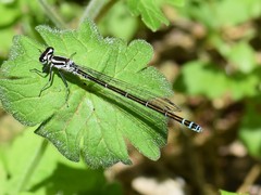 Coenagrion puella