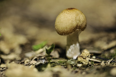 Candolleomyces candolleanus