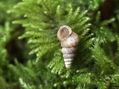Cochlostoma septemspirale