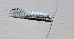 Nectopsyche exquisita