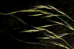 Melica smithii