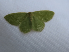 Thalera pistasciaria