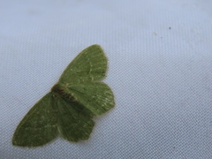 Thalera pistasciaria