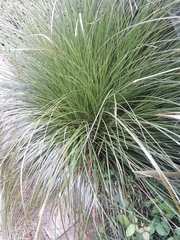 Carex virgata