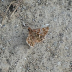 Muschampia baeticus