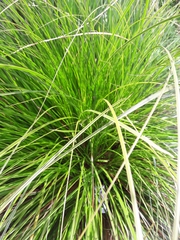 Carex virgata
