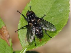 Rhinomorinia sarcophagina