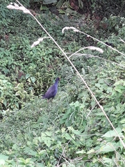 Porphyrio melanotus melanotus