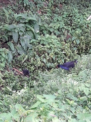 Porphyrio melanotus melanotus