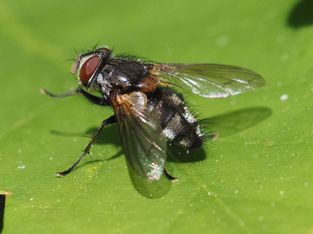 Exoristinae from Neunkirchen, Österreich on June 9, 2021 at 12:26 PM by ...