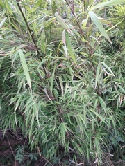 Bambusoideae