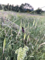 Zygaena nevadensis