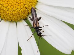 Oedemera pthysica