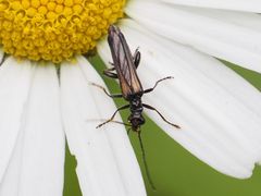 Oedemera pthysica