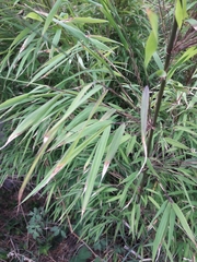 Bambusoideae