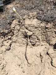 Calochortus nuttallii
