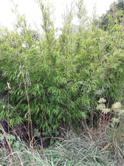 Bambusoideae