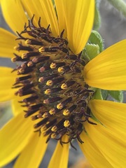 Helianthus winteri