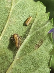 Xanthogaleruca luteola