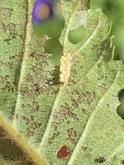 Xanthogaleruca luteola